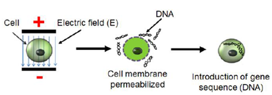 Transfection introducing DNA into a cell